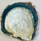 Large mother-of-pearl shell