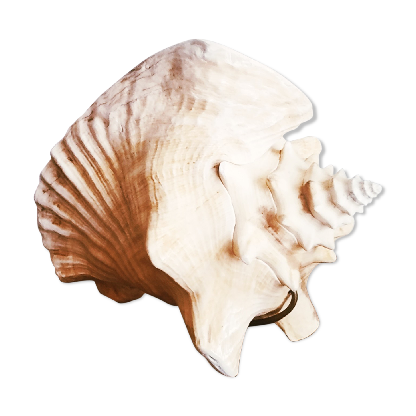 Natural seashell lamp