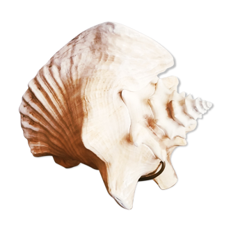 Natural seashell lamp