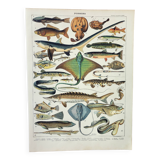 Gravure ancienne 1898, Poissons 2, animaux marins • Lithographie, illustration originale