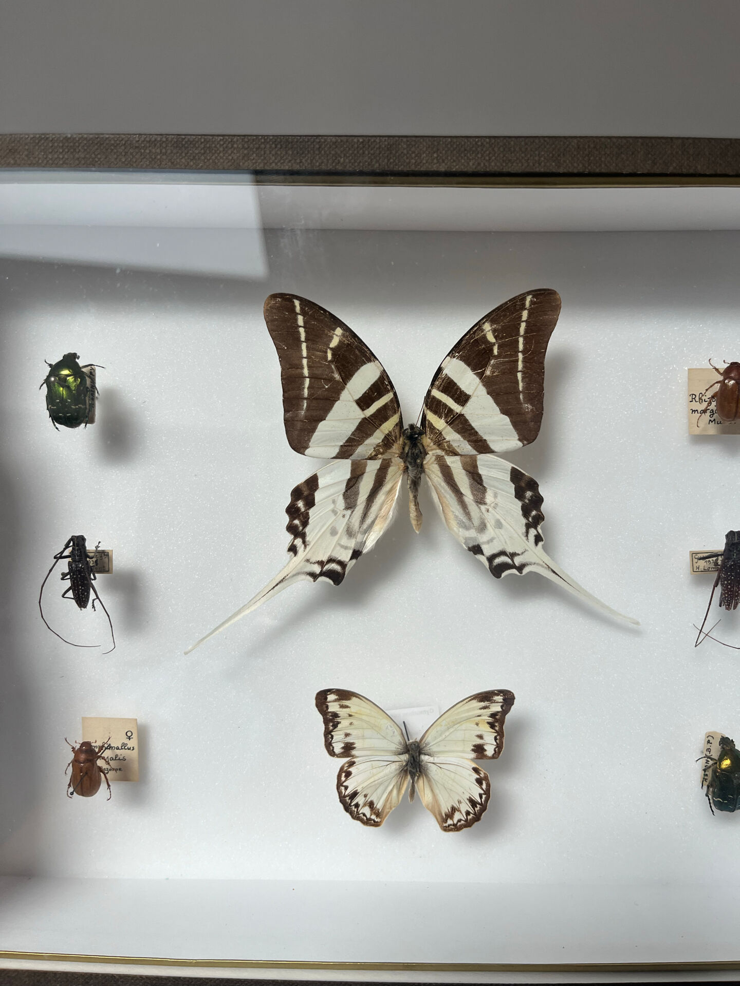 Cadre entomologie Deyrolle