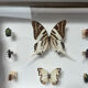 Cadre entomologie Deyrolle
