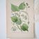Botanical plates of Lime Tree