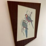 Old parrot lithograph