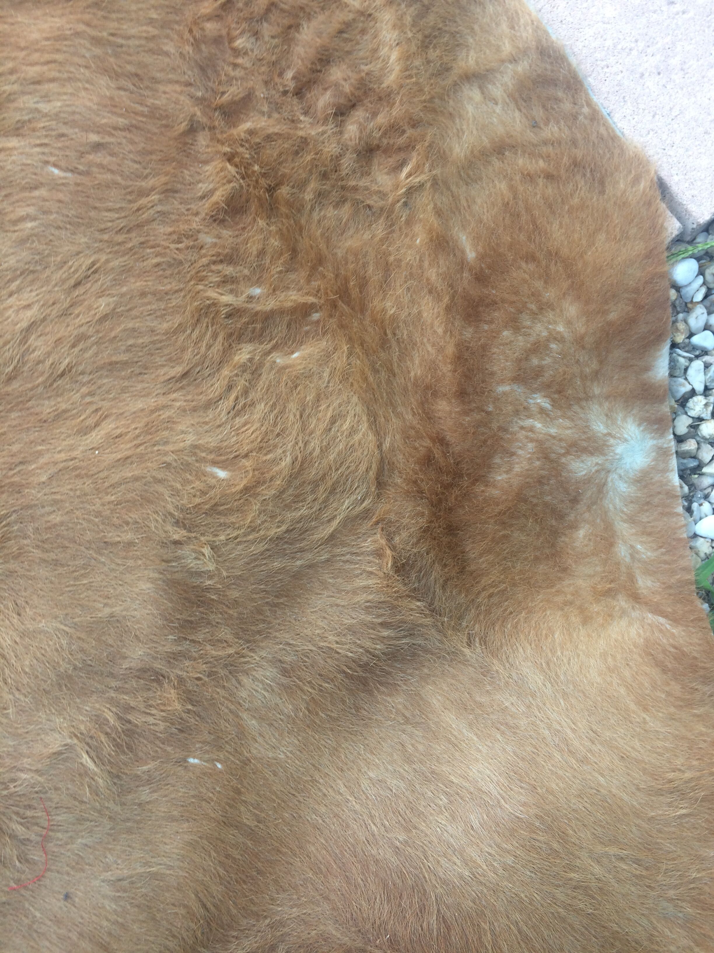 Cowhide leather, color brown glazed