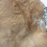 Cowhide leather, color brown glazed