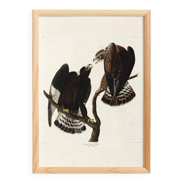 Affiche sur la Buse pattue, d’après une gravure ancienne de 1827.