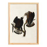 Poster about the Rough-legged Buzzard, based on an old engraving from 1827.