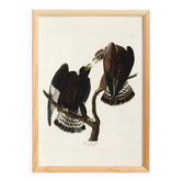 Poster about the Rough-legged Buzzard, based on an old engraving from 1827.
