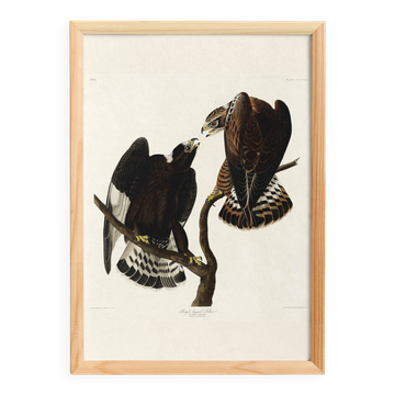 Affiche sur la Buse pattue, d’après une gravure ancienne de 1827.