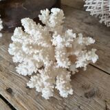 small coral