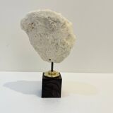 Antique natural white wave coral on wooden base cabinet of curiosities