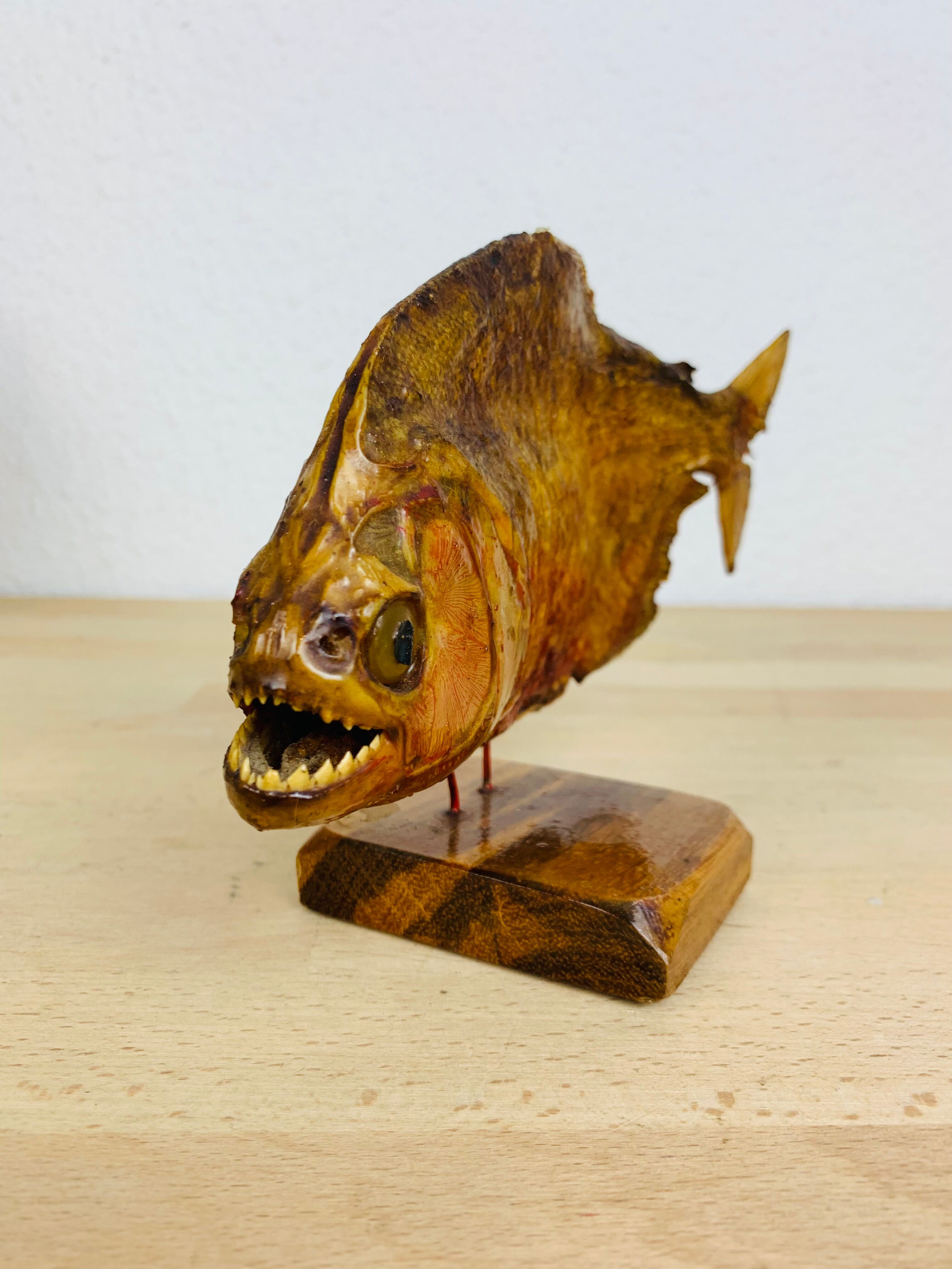 Piranha naturalized on base cabinet of curiosity