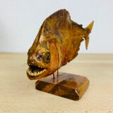 Piranha naturalized on base cabinet of curiosity