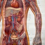 Vintage educational poster of the circulatory system from the Deutsches Hygiene Museum Dresden GDR (East Germany), 1976.