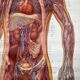 Vintage educational poster of the circulatory system from the Deutsches Hygiene Museum Dresden GDR (East Germany), 1976.
