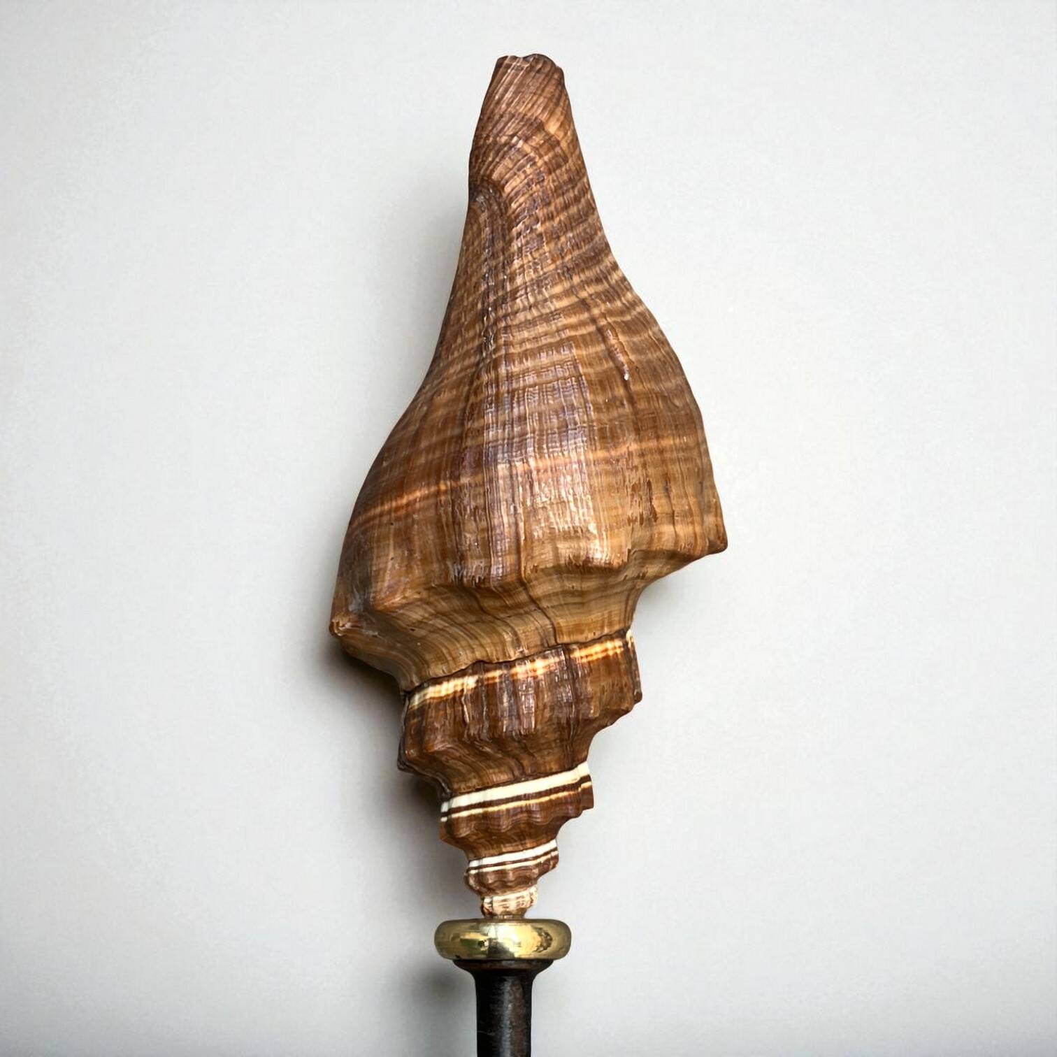 Ancien coquillage Pugilina sur socle en bois tourné - cabinet de curiosités