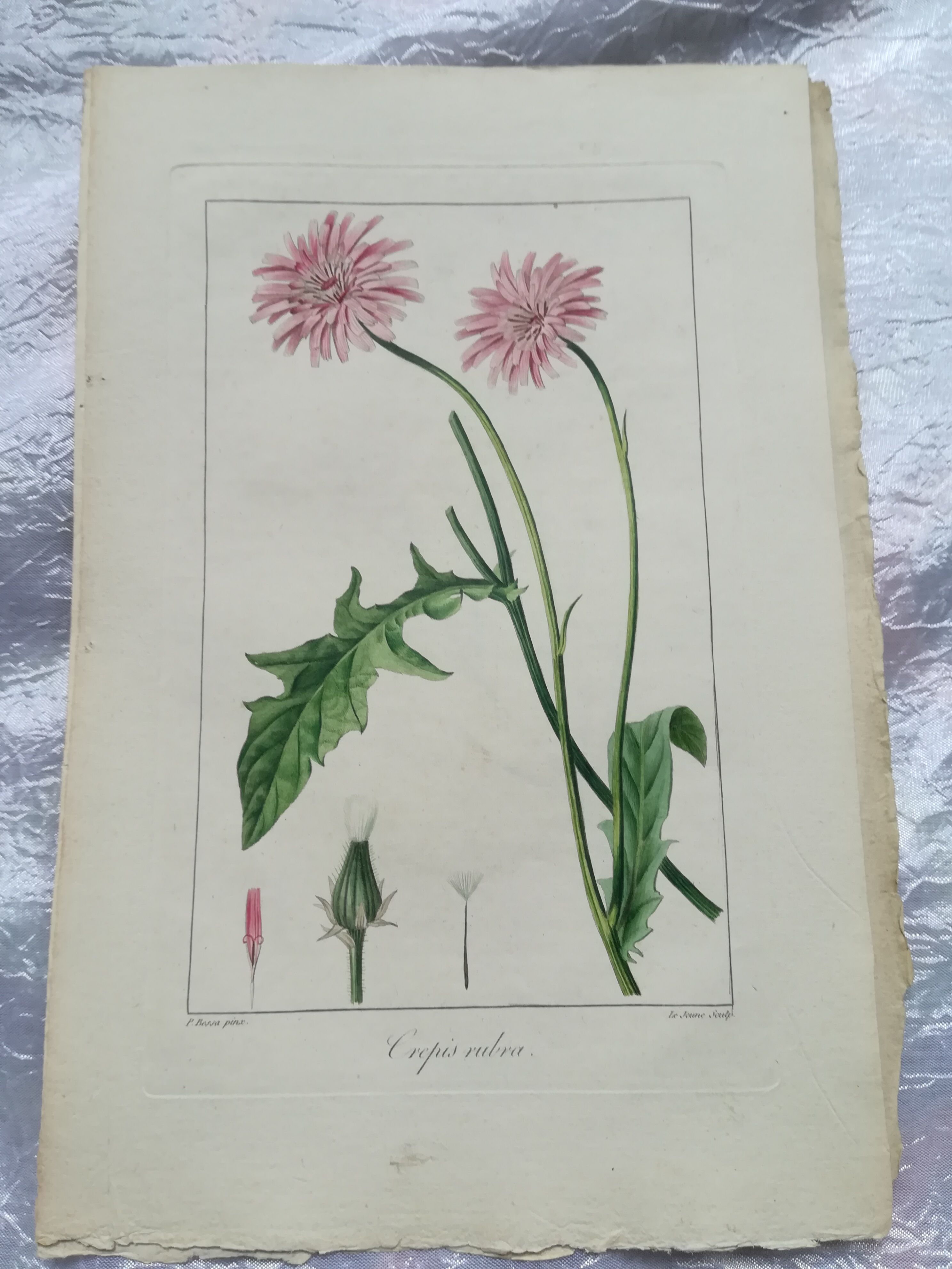 Lot of 4 botanical boards