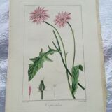 Lot of 4 botanical boards