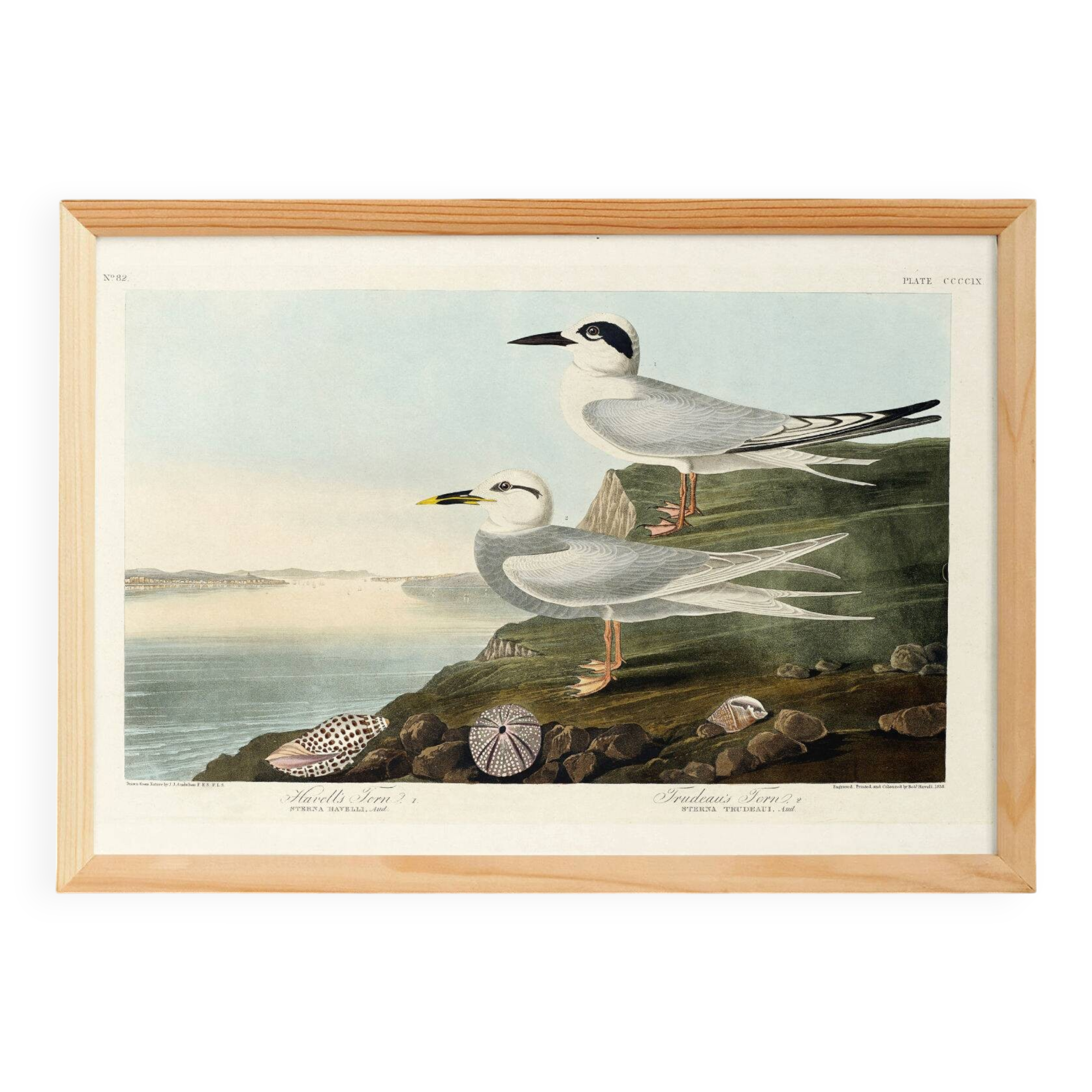 Poster about Terns, based on an old engraving from 1827.