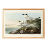 Poster about Terns, based on an old engraving from 1827.
