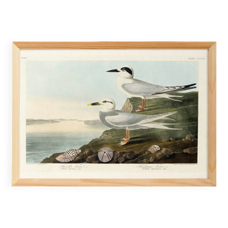 Poster about Terns, based on an old engraving from 1827.