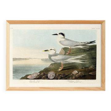 Poster about Terns, based on an old engraving from 1827.