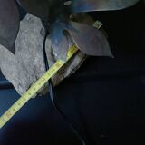 Flower lamp, Maison Jansen style, 1970s