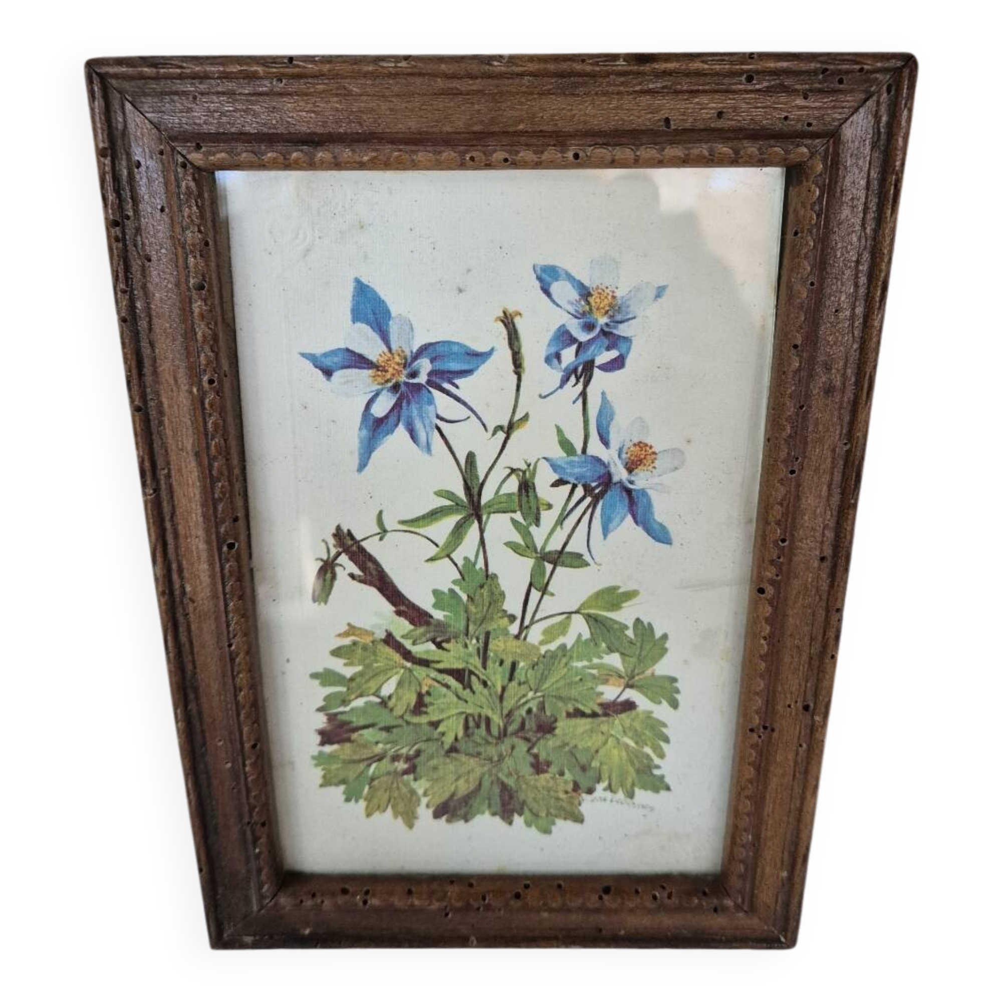Framed botanical illustration of columbine