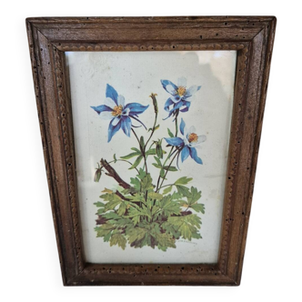 Framed botanical illustration of columbine