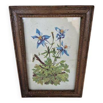 Framed botanical illustration of columbine