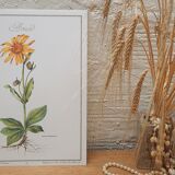 Planche botanique Arnica