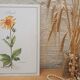 Planche botanique Arnica