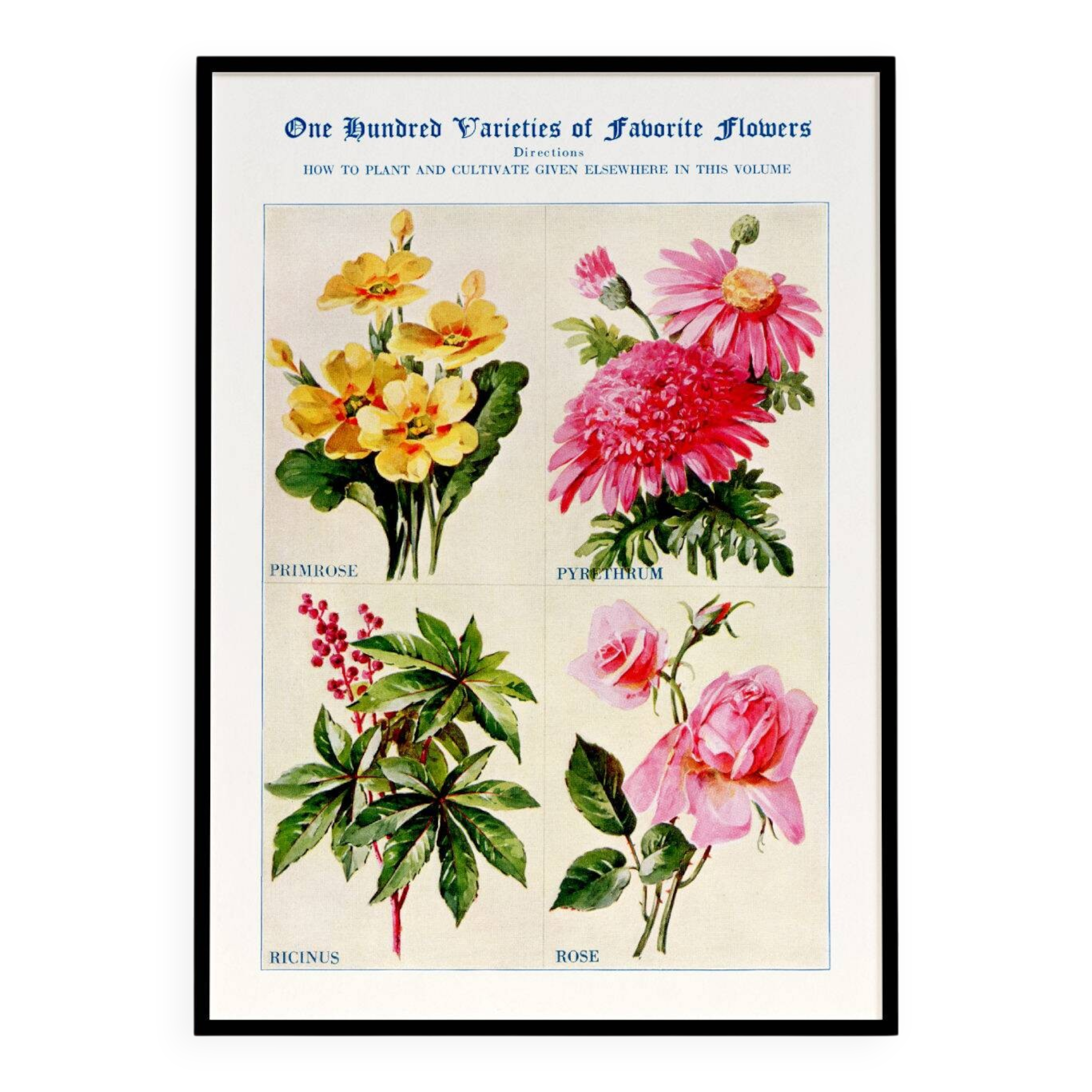 Affiche sur les primevères, pyrèthres, ricins et roses