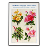 Affiche sur les primevères, pyrèthres, ricins et roses