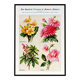 Poster about primroses, pyrethrums, castor beans and roses