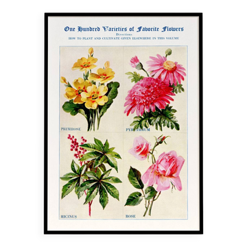 Affiche sur les primevères, pyrèthres, ricins et roses