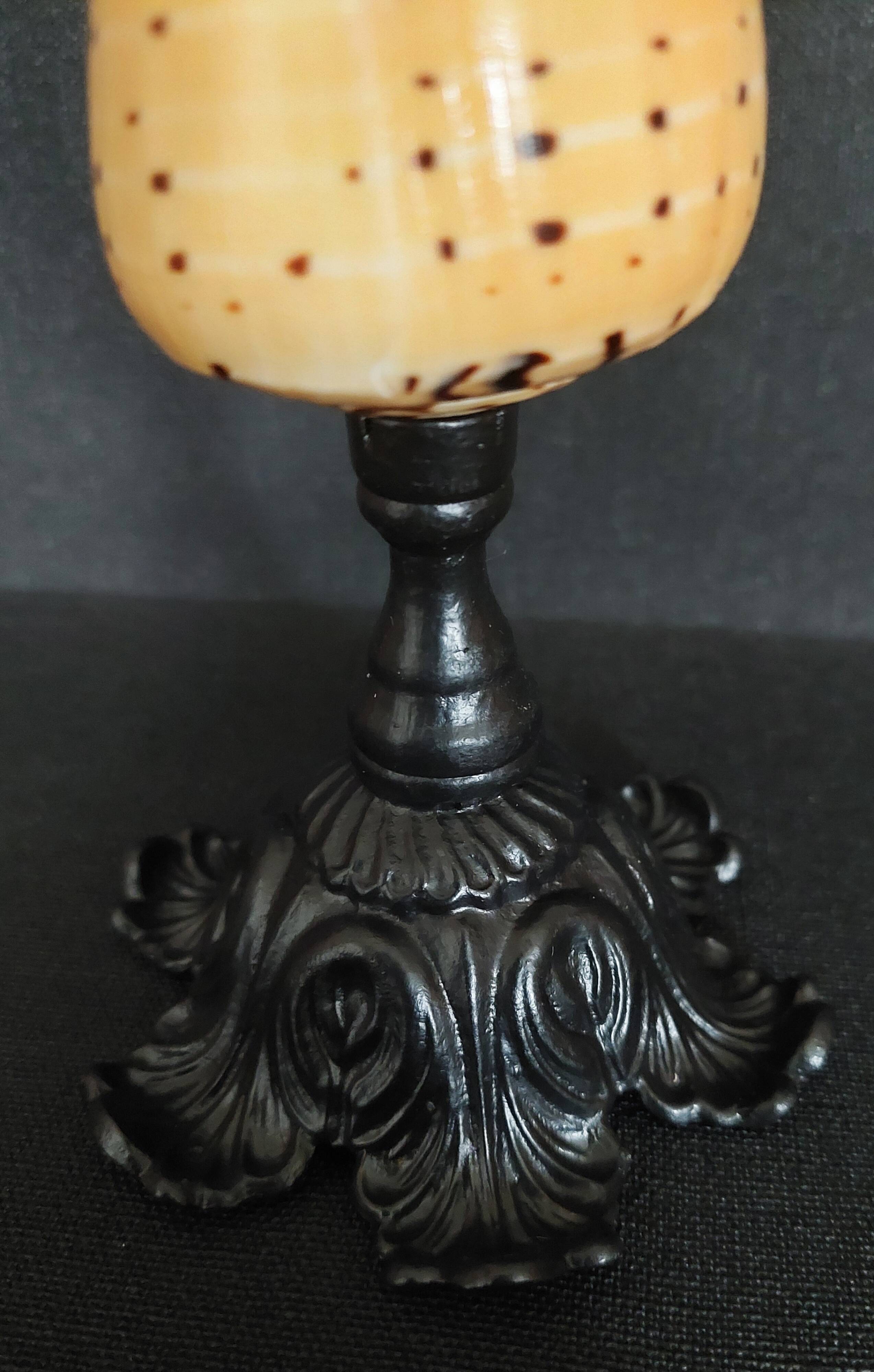 Cabinet of Curiosities conus betulinus shell on base