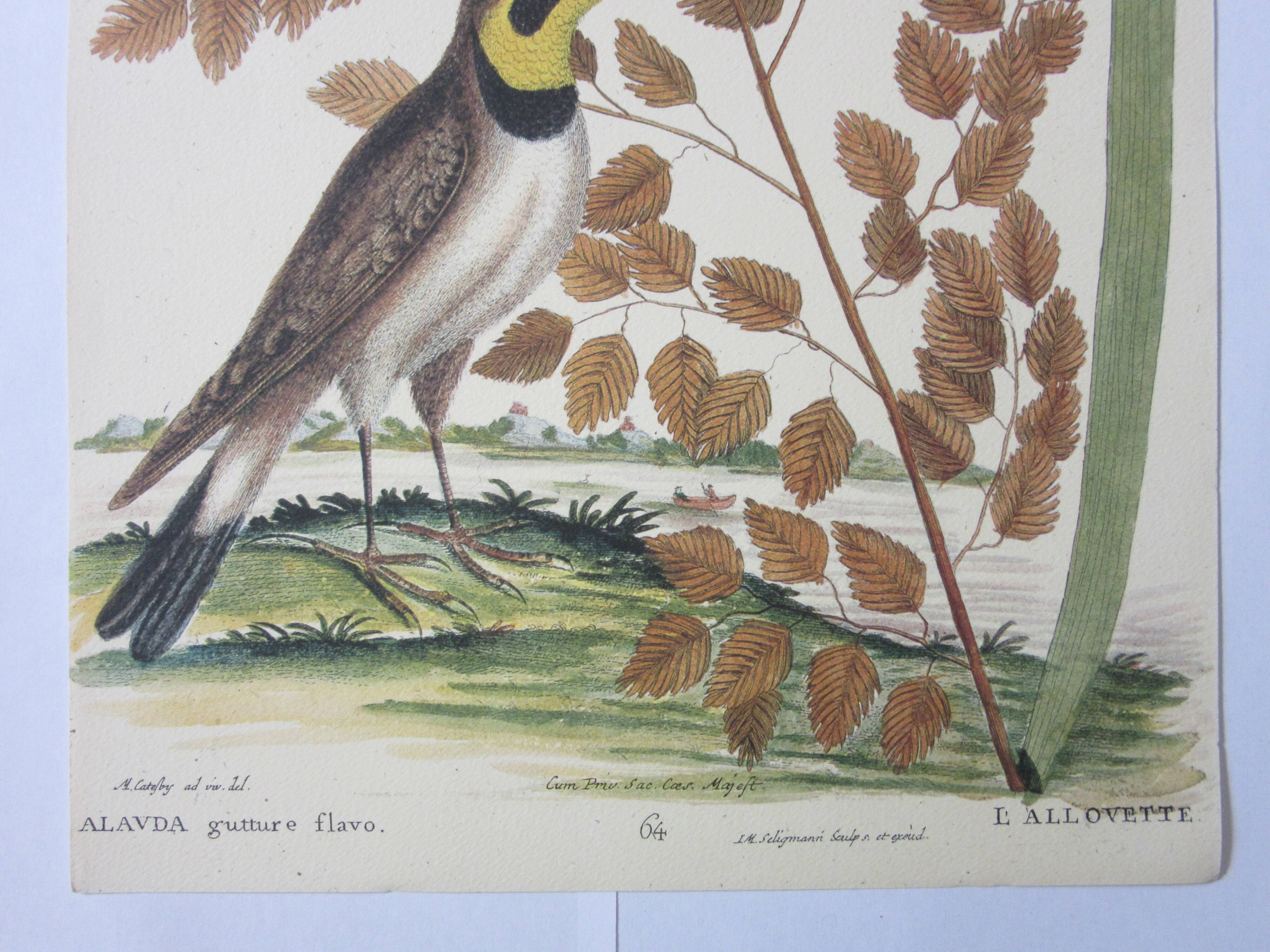 Gravure oiseau, allouette, repro Catesby/Seligmann