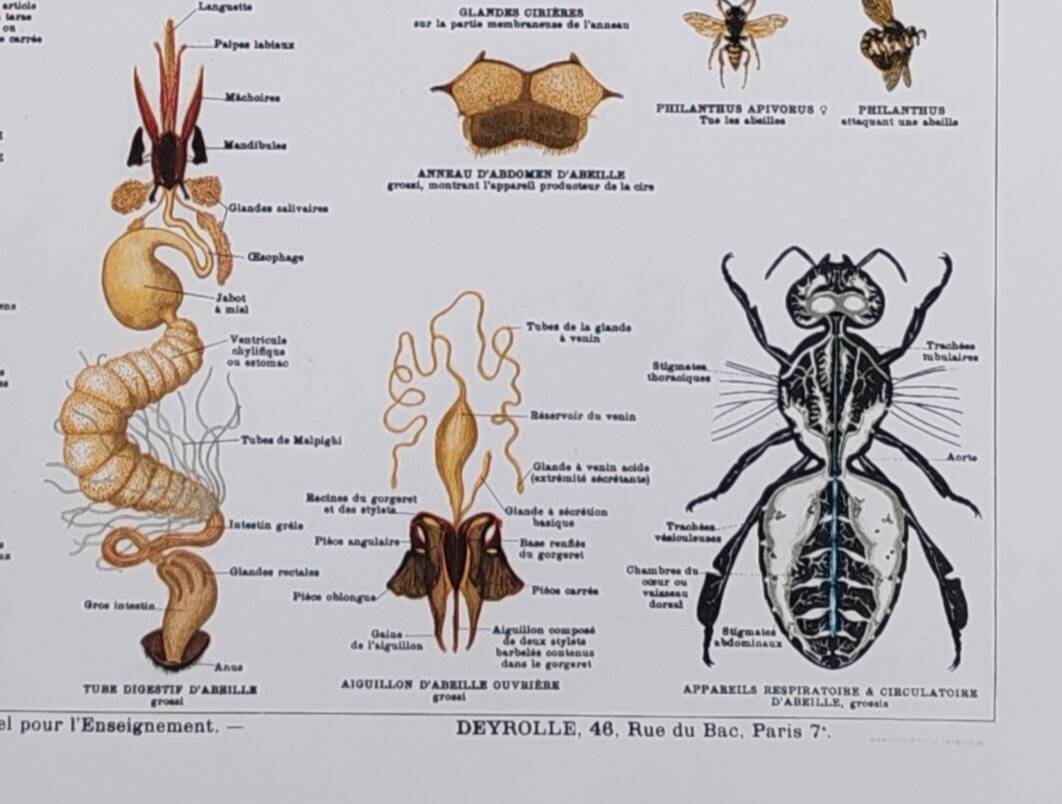 Deyrolle educational poster, Honey and wax.