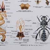 Deyrolle educational poster, Honey and wax.