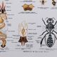 Deyrolle educational poster, Honey and wax.