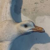 Old seagull to hang
