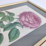 Pink botanical illustration lithograph