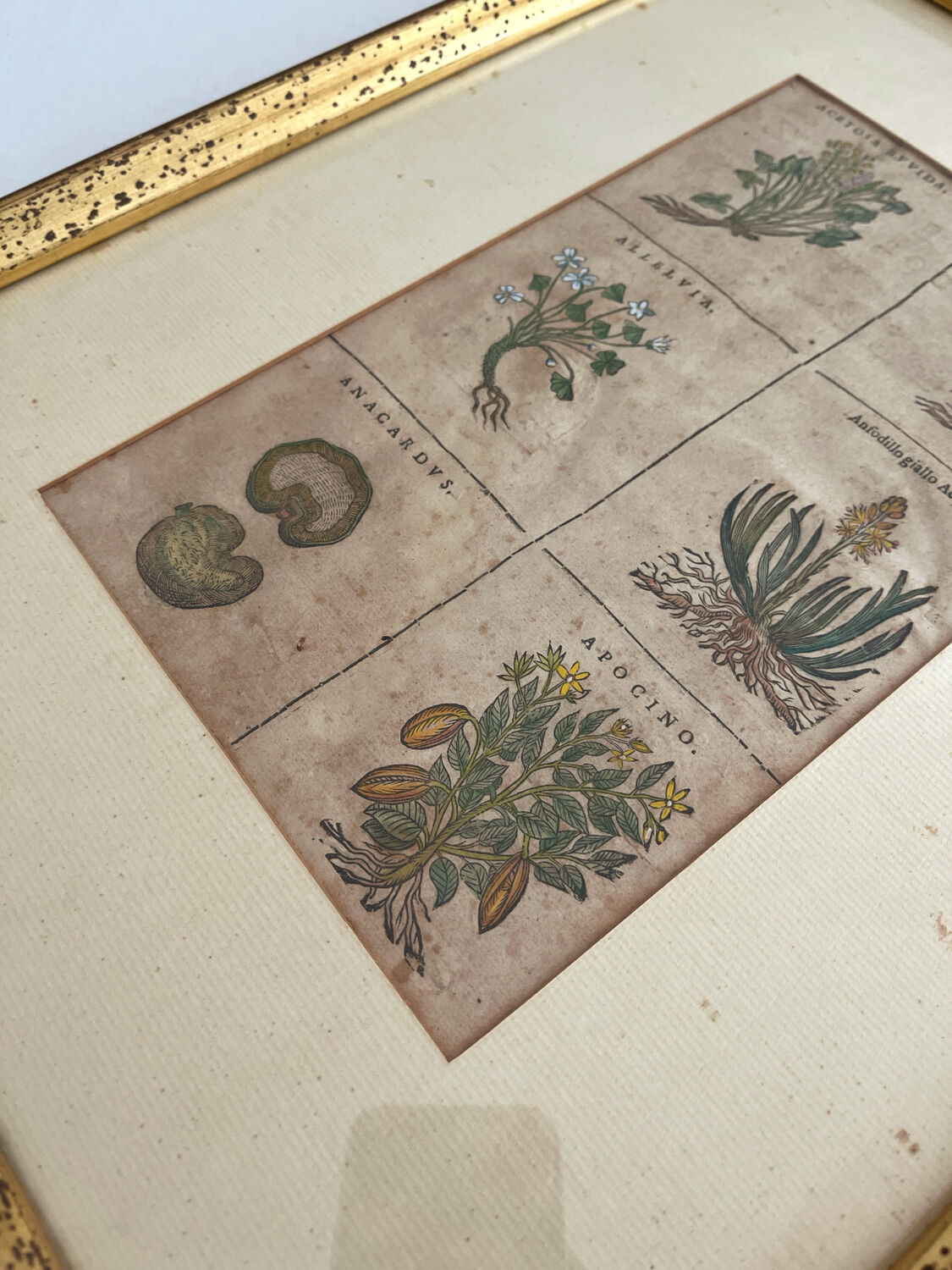 Lithograph botanical plate enhanced with watercolour.