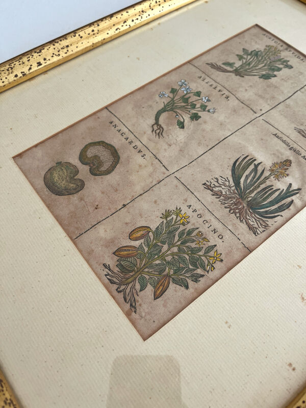 Lithographie planche botanique ancienne rehaussée à l’aquarelle