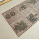 Lithograph botanical plate enhanced with watercolour.