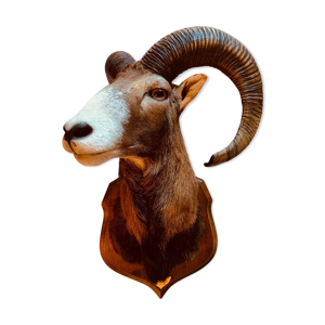 Mouflon empaillé chassé au Rocher