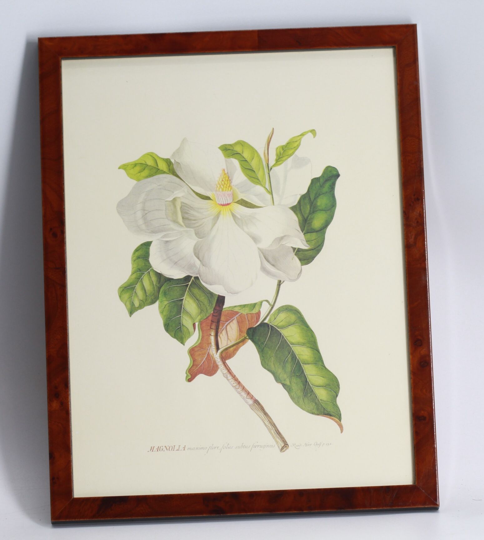 Magnolia botanical setting