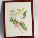 Magnolia botanical setting